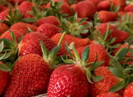 Erdbeeren Hofladen